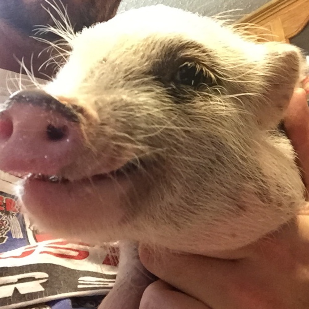 Meet your Posher, Lindsay